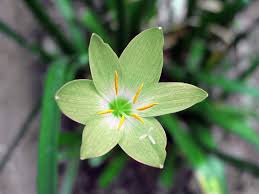 madang flower